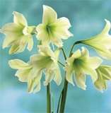 ***AMARYLLIS BULBS - GREEN DRAGON - STUNNING  ****