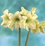***AMARYLLIS BULBS - LEMON SORBET - STUNNING  ****