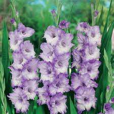 ***GLADIOLI  BULBS - BLUE FROST***