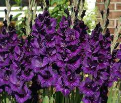 ***GLADIOLI  BULBS - PURPLE FLORA ***
