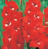 ***GLADIOLI  BULBS - RED***