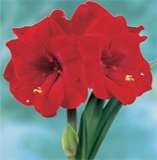 ***AMARYLLIS BULB S - MERRY XMAS   ****