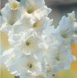 ***GLADIOLI  BULBS - WHITE***