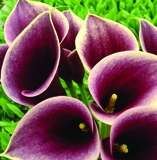 ***AWESOME ARUMS - PERSIA !***