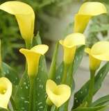 ***AWESOME ARUMS - GOLDILOCKS !***
