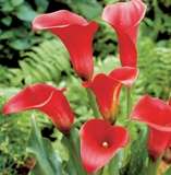 ***AWESOME ARUMS - MAJESTIC RED***
