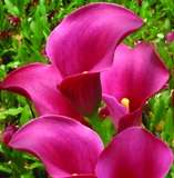 ***AWESOME ARUMS - RED DELICIOUS ***