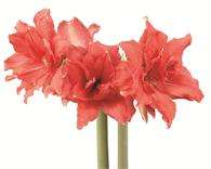 ***AMARYLLIS BULBS - BALLERINA   ****