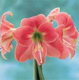 ***AMARYLLIS BULBS - AMALFI - LAST STOCK ****