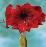 ***AMARYLLIS BULB  - DYNAMITE - LAST STOCK ****