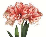 ***AMARYLLIS BULB DOUBLE  - JOKER   ****
