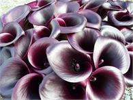 ***AWESOME ARUMS - BLACK PANTHER - NEW!***
