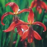 ***SPREKELIA  - PACK OF 6 BULBS !!!  ***