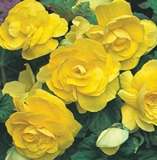 ***YELLOW BEGONIA  BULBS - PACK OF 2 ! ***