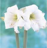 ***AMARYLLIS BULB S - INTOKAZI  ****