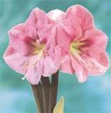 ***AMARYLLIS BULB S - BLUSHING BRIDE  ****