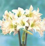 ***AMARYLLIS BULBS - TRENTINO  ****
