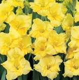 ***GLADIOLI  BULBS - YELLOW ***