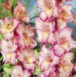 ***GLADIOLI  BULBS - PINK ***