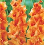 ***GLADIOLI  BULBS - ORANGE - LAST STOCK ***
