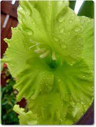***GLADIOLI  BULBS - GREEN STAR***