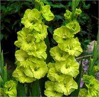 ***GLADIOLI  BULBS - GREEN STAR***