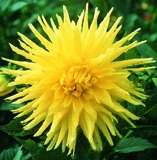 ***DAHLIA BULBS - GILLIAN  ****