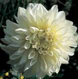 ***DAHLIA BULBS - WHITE PERFECTION ****