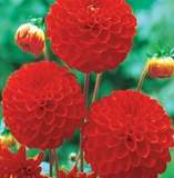 ***DAHLIA BULBS - BELL BOY ****