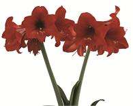 ***AMARYLLIS BULBS DOUBLES - TOP CHOICE   ****