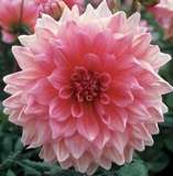 ***DAHLIA BULBS - DINNER PLATE LAVENDER PERFECTION ****