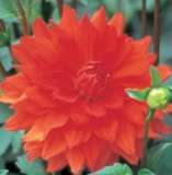 ***DAHLIA BULBS - ECLAT ****