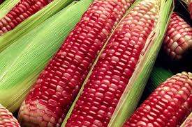 ***RED SWEET CORN SEEDS ***