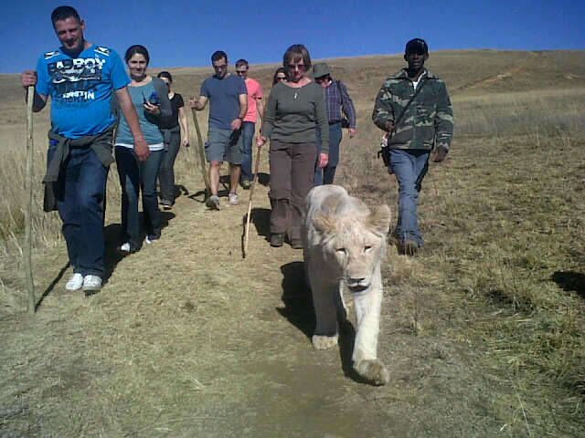 Walk With Lions !