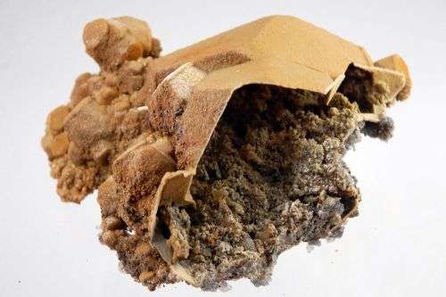 Huge Siderite cast after Calcite Agenys