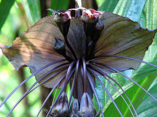 *** VERY RARE - BLACK BAT FLOWER SEEDS ***