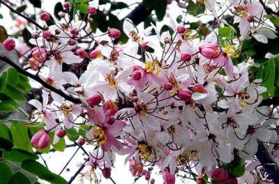 *** STUNNING PINK APPLE BLOSSOM TREE SEEDS ***