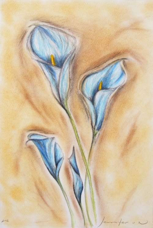A Study of Zantedeschia - Original Oil Pastel - Jennifer van Niekerk