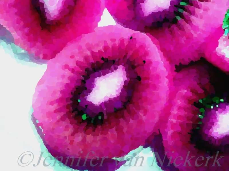 Pink Kiwi  [d]