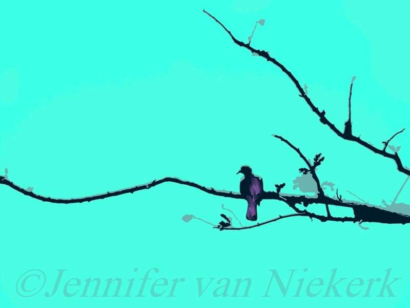 Thorn Tree Dove  [d]