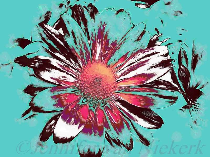 Cool Daisy  [d]
