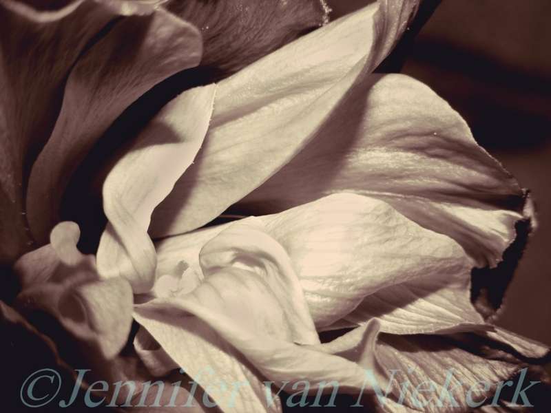 Sepia Hibiscus  [d]