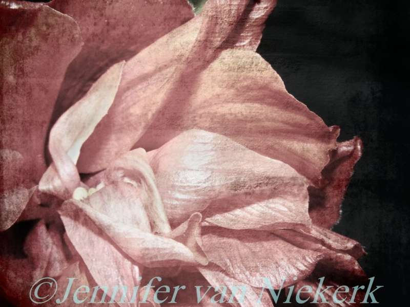 Plaster Texture Hibiscus  [d]