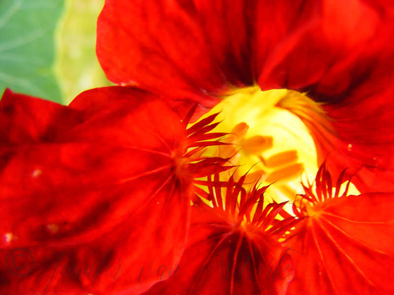 Red Nasturtium [d]