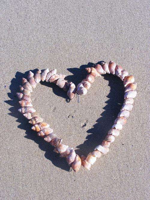Heart Shaped Seashell Wreath - Medium