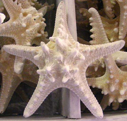 Starfish 2  Large