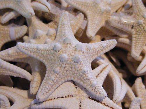 Special order for Nickycrispi - Starfish 2  Petite (x5)