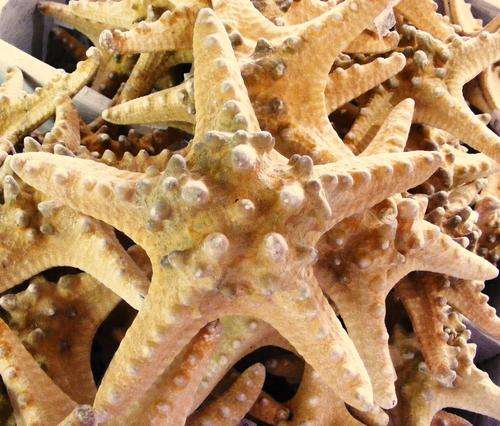 Starfish 3  Large