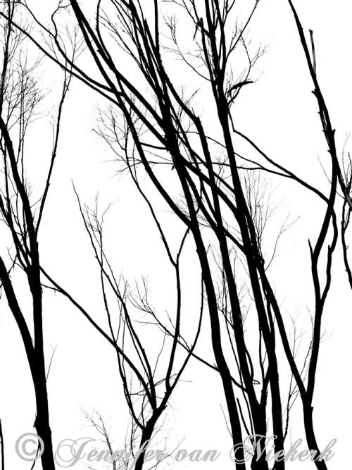 Eucalyptus Silhouette BW  [d]