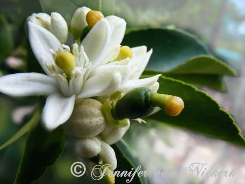 Citrus Blossom  [d]